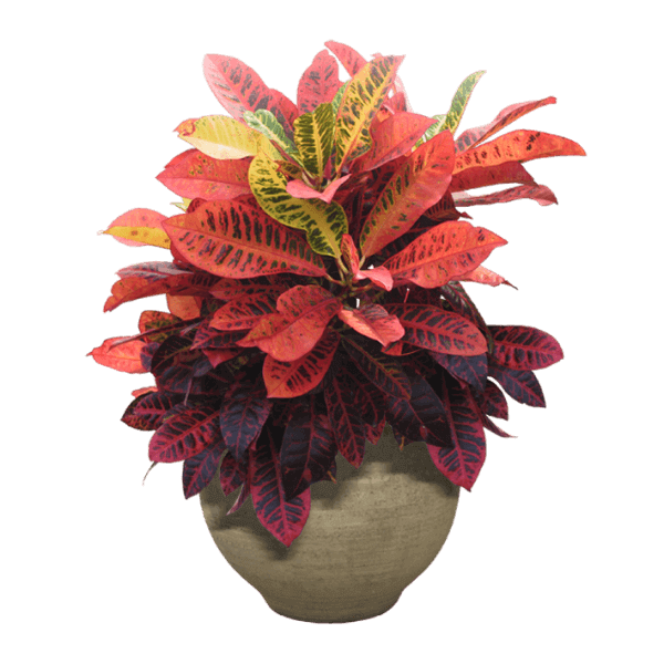 کورتون رنگی با گلدان